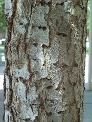 ginkgo2_bark_resize.jpg