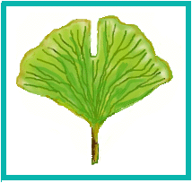 ginkgo2_dichotomousvenation2.gif