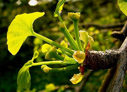 ginkgo2_fruit_female.jpg