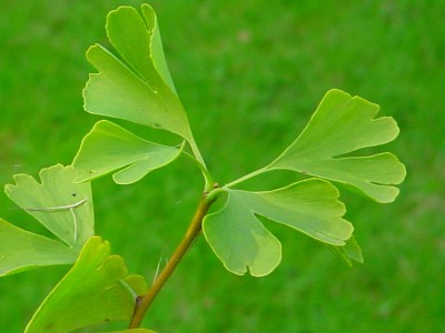 ginkgo2_leaves_bilobed.jpg