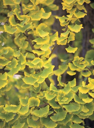 ginkgo2_leaves_goldenyellow.jpg