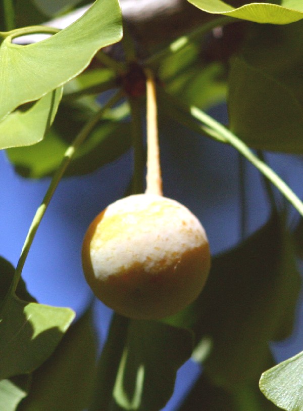 ginkgo_fruit_full.jpg