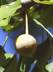 ginkgo_fruit_resize.jpg