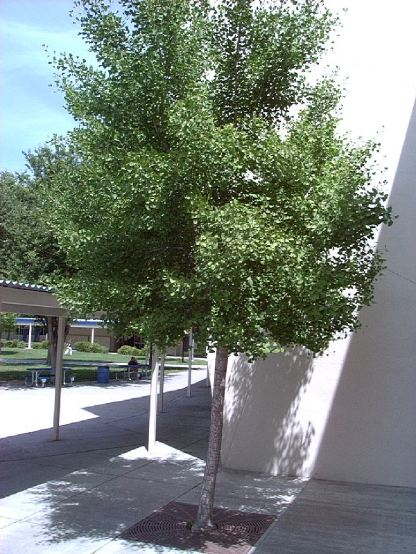 ginkgo_tree_full.jpg