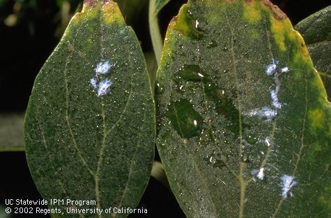 hackberry1_aphid.jpg