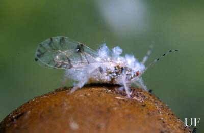 hackberry1_aphid2.jpg