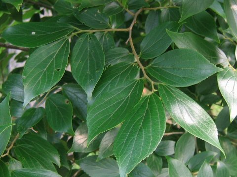 hackberry1_leaves2.jpg