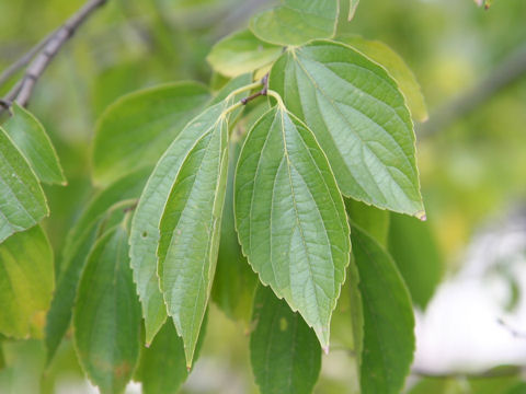 hackberry1_leaves3.jpg