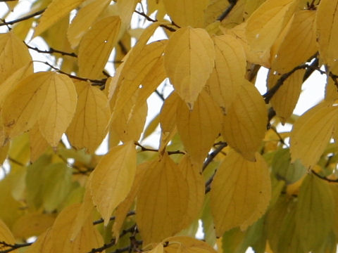 hackberry1_leaves4.jpg