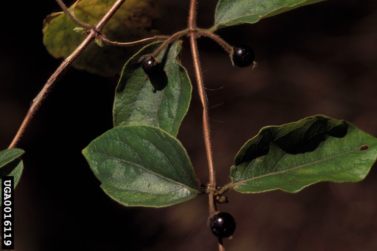 honeysuckle1_berries.jpg