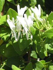 honeysuckle1_flowers_small.jpg