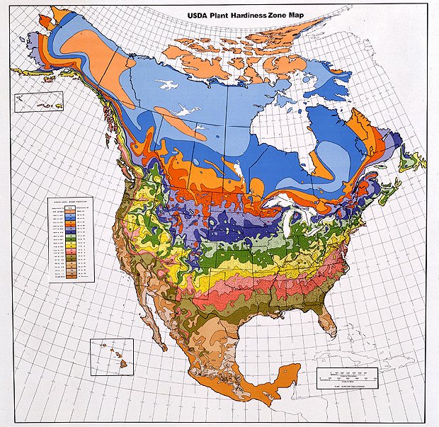 ivy1_hardinessmap.jpg ivy1_hardinessmap.jpg
