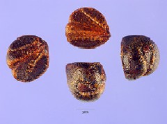 ivy1_seeds.jpg