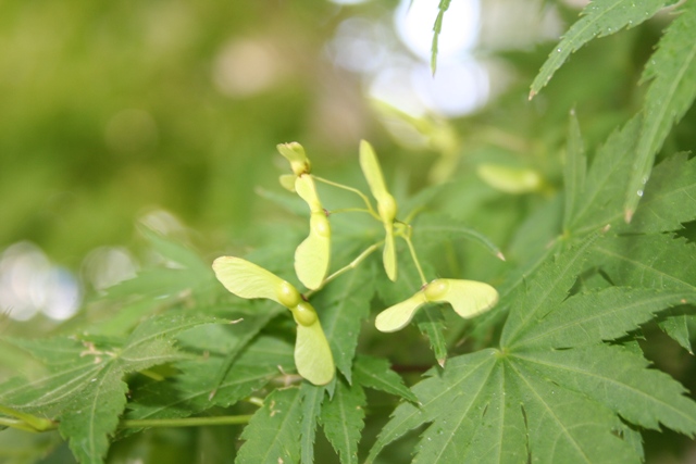 japanesemaple1_fruitbig.JPG