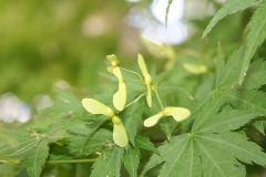 japanesemaple1_fruitsmall.JPG