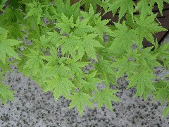 japanesemaple2_leaf_small.JPG japanesemaple2_leaf_small.JPG