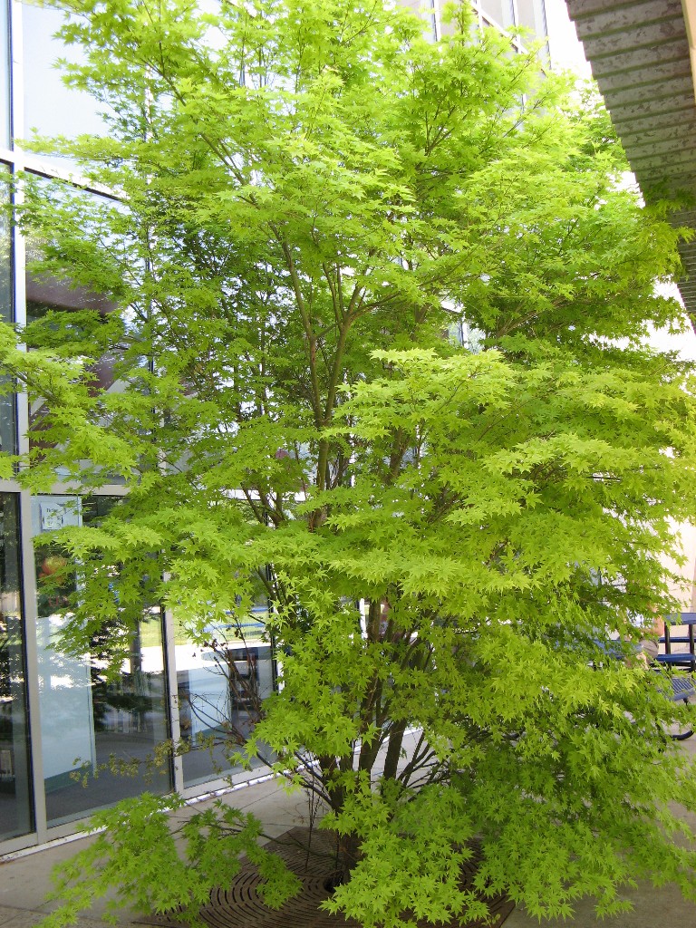 japanesemaple2_wholeplant_large.JPG