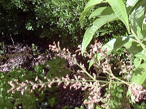 lemon_verbena2_flower.jpg