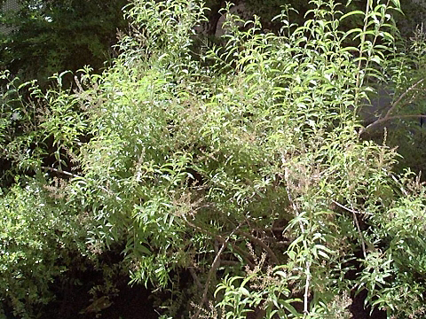 lemon_verbena2_whole.jpg