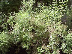 lemon_verbena2_whole_small.jpg