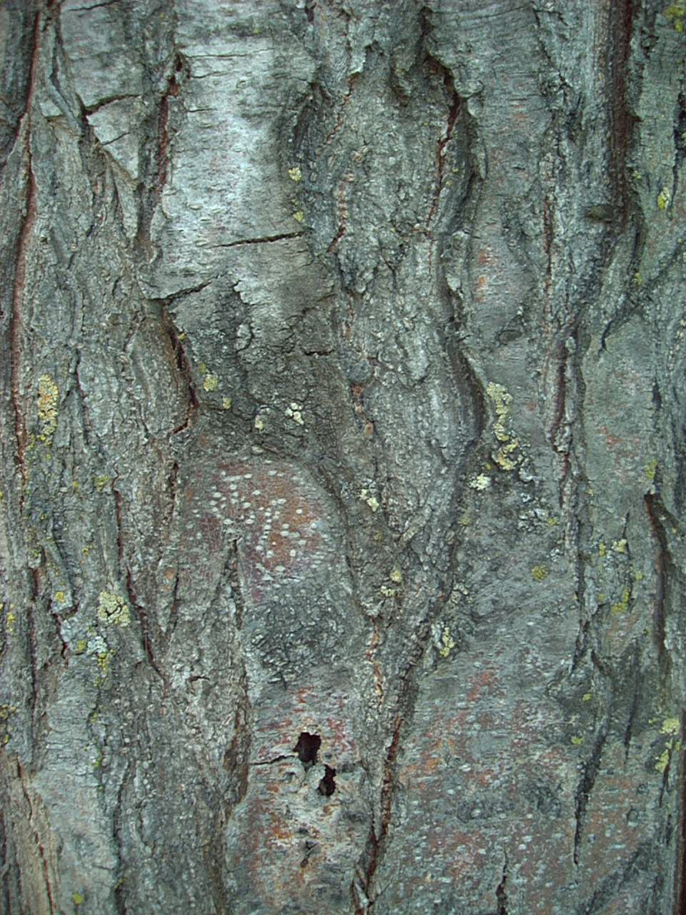 locust1_II_bark.JPG