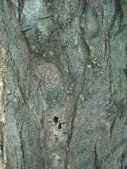 locust1_bark_resize.JPG