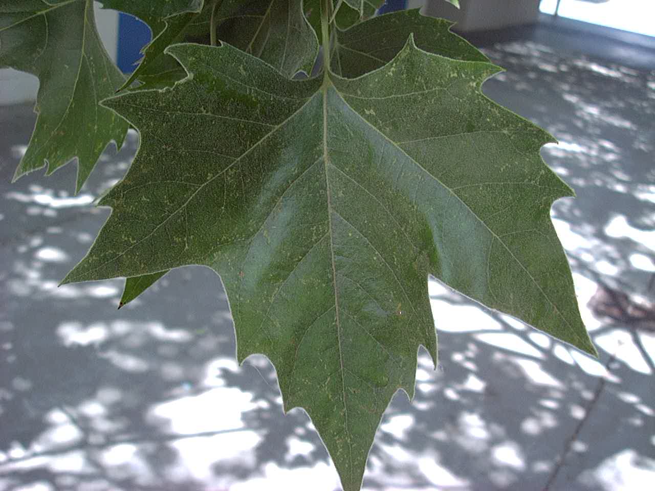 lon_plane1_leaf.JPG