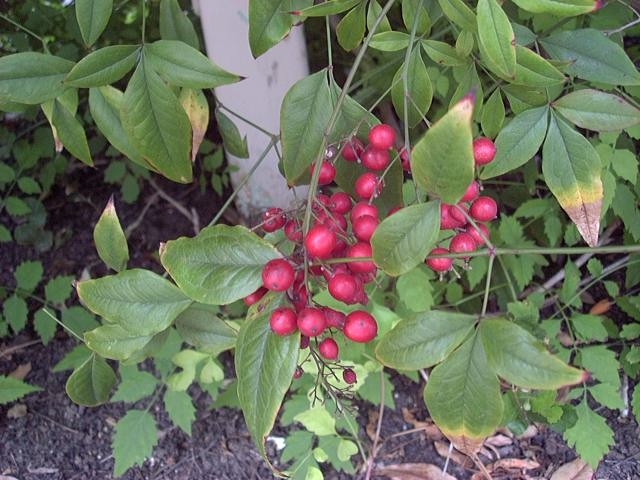 nandina1_berry.jpg