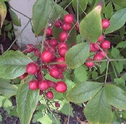 nandina1_berrysmall.jpg