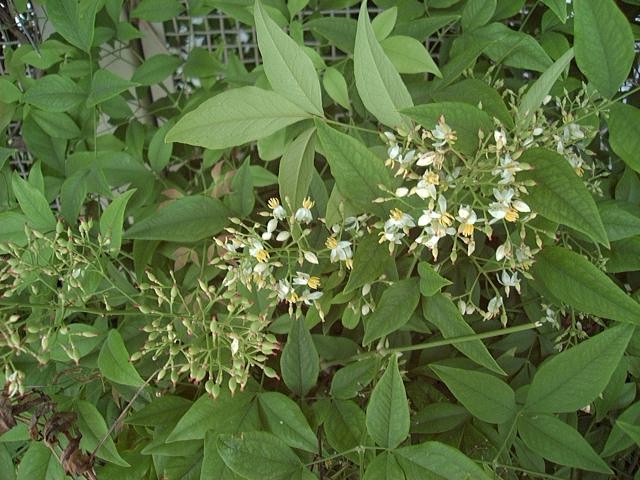 nandina1_flower.jpg