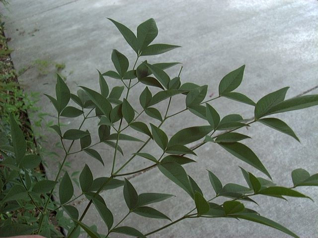 nandina1_leaves.jpg