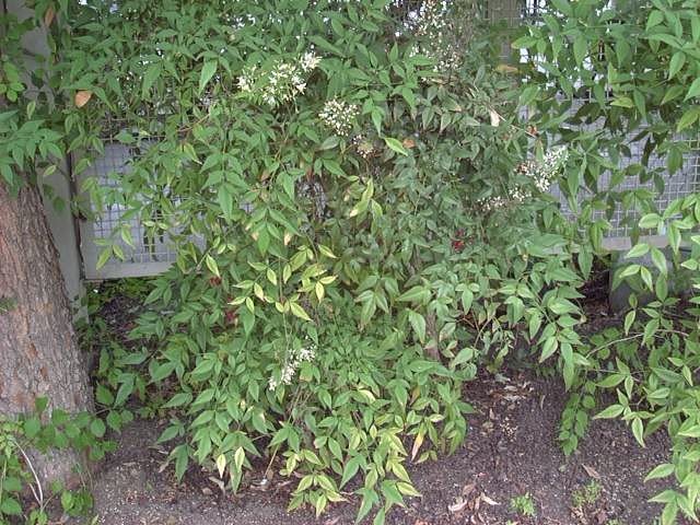 nandina1_plant.jpg