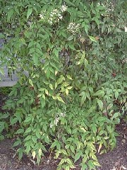 nandina1_plantsmall.jpg