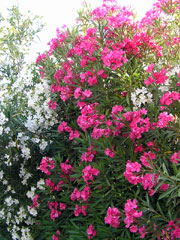 oleander1_wholeplantpicturesmall.jpg