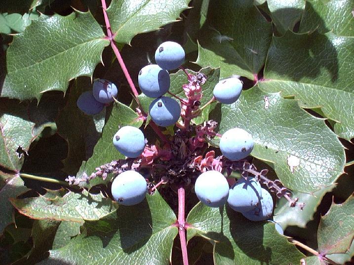 oregongrape1_berriesLarge.JPG