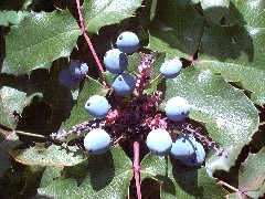 oregongrape1_berriesSmall.jpg