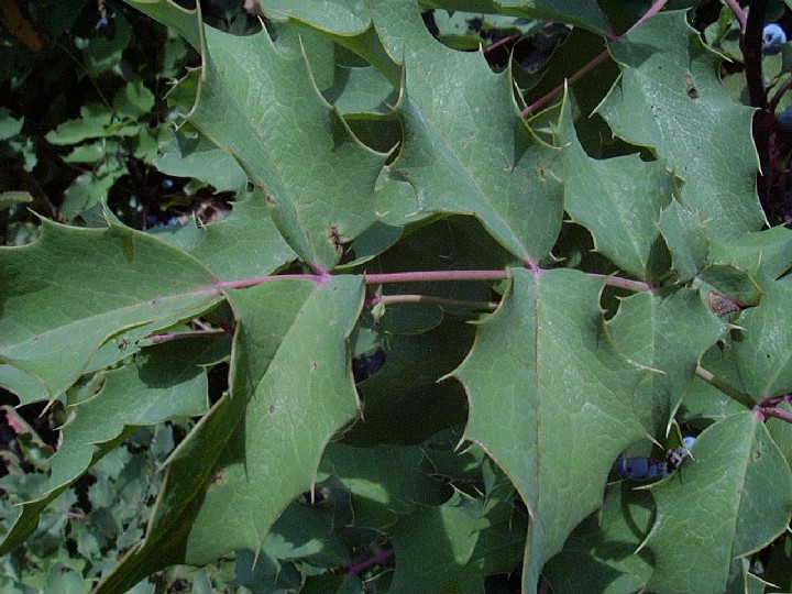 oregongrape1_leafLarge.jpg