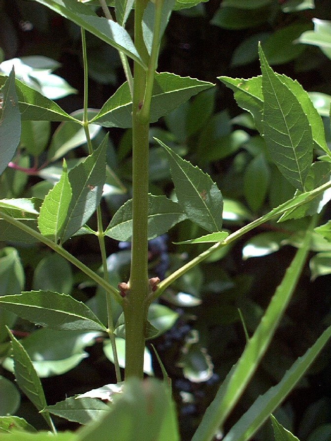 oregongrape1_stemverticalLarge.jpg