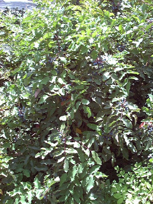 oregongrape1_wholeplantLarge.jpg