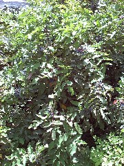 oregongrape1_wholeplantSmall.jpg