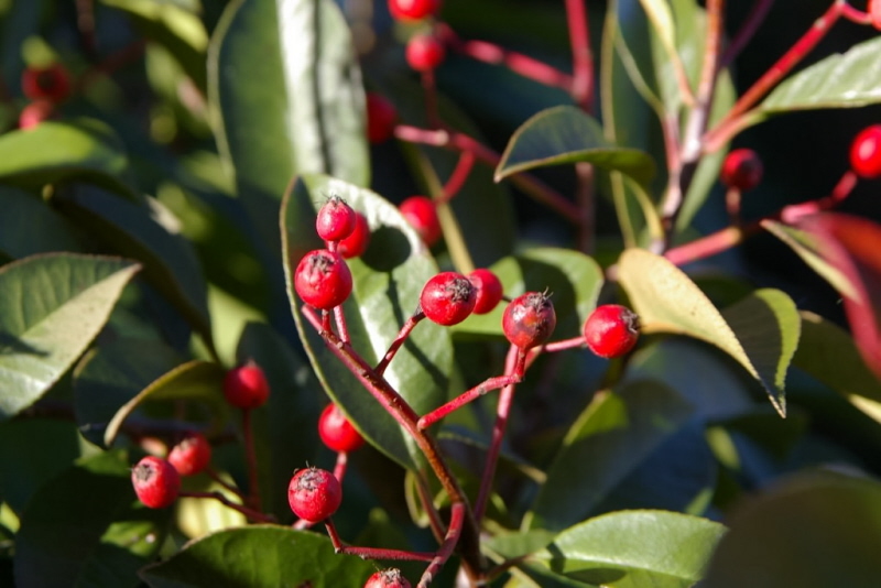 photinia1_berry.jpg