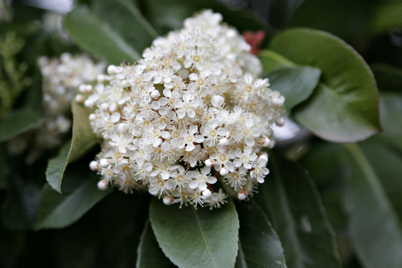 photinia1_flower_big.jpg