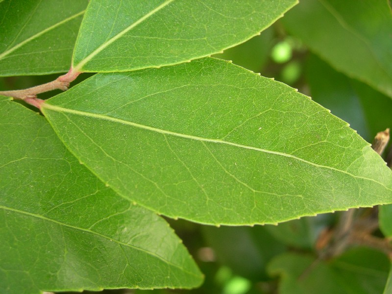 photinia1_leaf_big.jpg