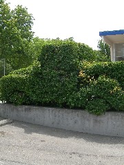 photinia1_whole_small.jpg