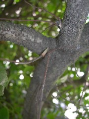 photinia_bark_small.jpg