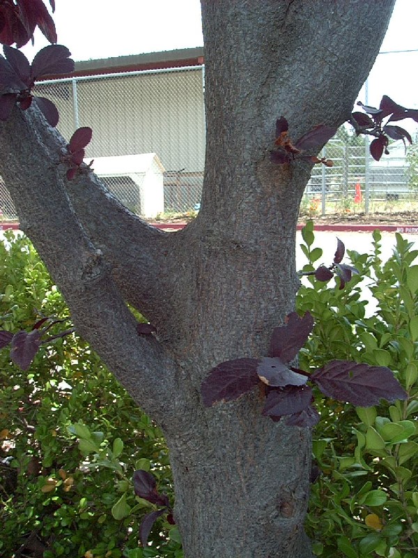 purpleplumbigbark.JPG