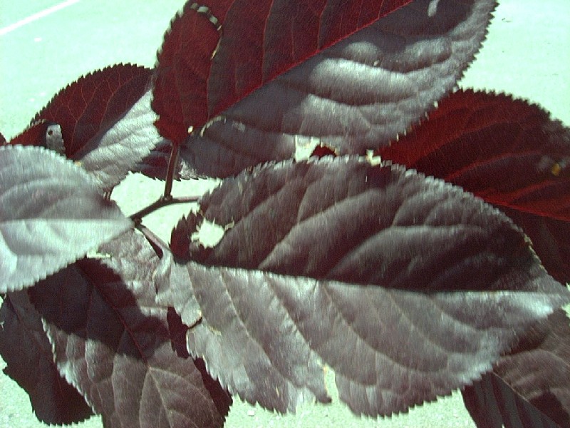 purpleplumbigleaves.JPG