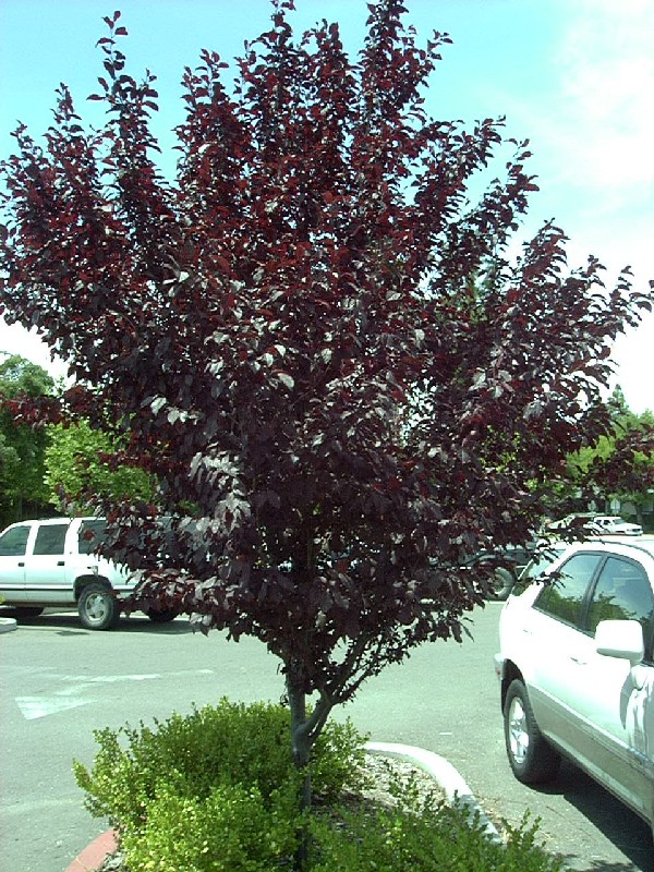 purpleplumbigtree.JPG