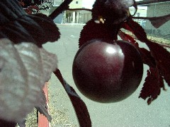 purpleplumsmallfruit.JPG