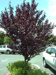 purpleplumsmalltree.JPG